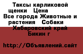 Таксы карликовой щенки › Цена ­ 20 000 - Все города Животные и растения » Собаки   . Хабаровский край,Бикин г.